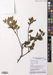 Camellia lutchuensis — ảnh 3