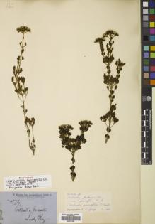 Type specimen at Edinburgh (E). Brown, Robert: 4572. Barcode: E00787986.
