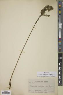 Type specimen at Edinburgh (E). Drummond, James: 549. Barcode: E00789178.