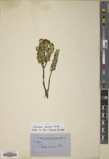 Type specimen at Edinburgh (E). Brown, Robert: 3170. Barcode: E00789328.