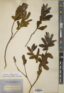 Type specimen at Edinburgh (E). Brown, Robert: SN. Barcode: E00789386.