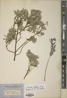 Type specimen at Edinburgh (E). Brown, Robert: SN. Barcode: E00789392.
