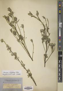 Type specimen at Edinburgh (E). Brown, Robert: SN. Barcode: E00789393.