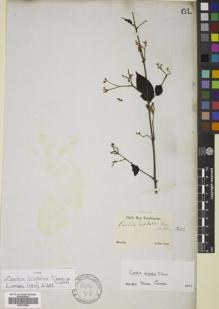 Type specimen at Edinburgh (E). Sellow, Friedrich: . Barcode: E00792554.