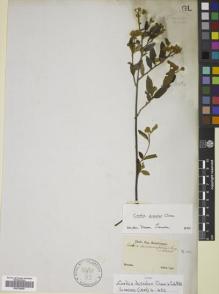 Type specimen at Edinburgh (E). Sellow, Friedrich: . Barcode: E00792555.