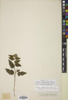 Type specimen at Edinburgh (E). Smith, Herbert: 583. Barcode: E00792753.