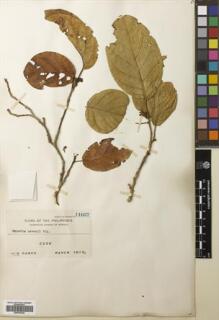 Type specimen at Edinburgh (E). Ramos, Maximo: 11057. Barcode: E00793222.