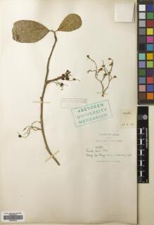 Type specimen at Edinburgh (E). Kerr, Arthur: 2981. Barcode: E00793225.