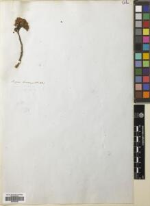 Type specimen at Edinburgh (E). Cuming, Hugh: 1231. Barcode: E00793232.