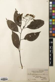 Type specimen at Edinburgh (E). Edaño, G.: 48704. Barcode: E00793241.