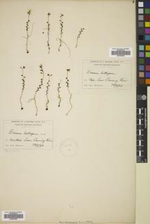 Type specimen at Edinburgh (E). Morrison, Alexander: . Barcode: E00794008.