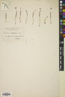 Type specimen at Edinburgh (E). Morrison, Alexander: . Barcode: E00794012.