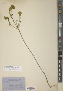 Type specimen at Edinburgh (E). Brown, Robert: . Barcode: E00795573.