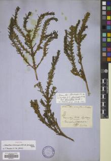 Type specimen at Edinburgh (E). Mossman, Samuel: 119. Barcode: E00799471.