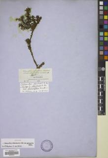 Type specimen at Edinburgh (E). Mossman, Samuel: 119. Barcode: E00799472.