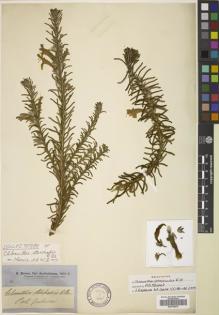 Type specimen at Edinburgh (E). Brown, Robert: . Barcode: E00799475.