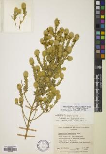 Type specimen at Edinburgh (E). Eichler, Hansjorg: 17310. Barcode: E00801529.