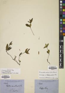 Type specimen at Edinburgh (E). Brown, Robert: 2943. Barcode: E00801771.