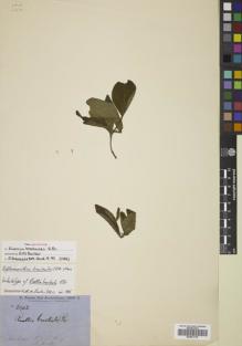 Type specimen at Edinburgh (E). Brown, Robert: 2942. Barcode: E00801775.