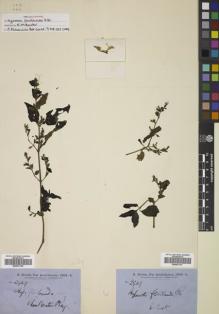 Type specimen at Edinburgh (E). Brown, Robert: 2949. Barcode: E00801796.