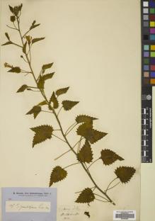 Type specimen at Edinburgh (E). Brown, Robert: . Barcode: E00804890.