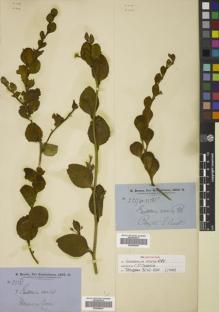 Type specimen at Edinburgh (E). Brown, Robert: 2517. Barcode: E00805046.
