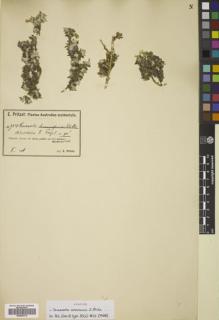Type specimen at Edinburgh (E). Pritzel, Ernst: 754. Barcode: E00805174.