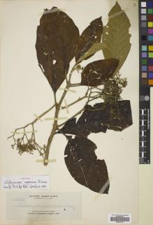 Type specimen at Edinburgh (E). Elmer, Adolph: 11491. Barcode: E00812130.