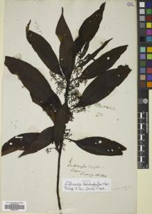 Type specimen at Edinburgh (E). Cuming, Hugh: 1330. Barcode: E00812132.
