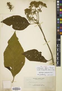 Type specimen at Edinburgh (E). Elmer, Adolph: 10856. Barcode: E00812139.