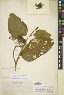 Type specimen at Edinburgh (E). Elmer, Adolph: 10856. Barcode: E00812140.