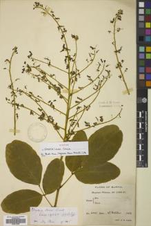 Type specimen at Edinburgh (E). Lace, John: 4325. Barcode: E00813650.
