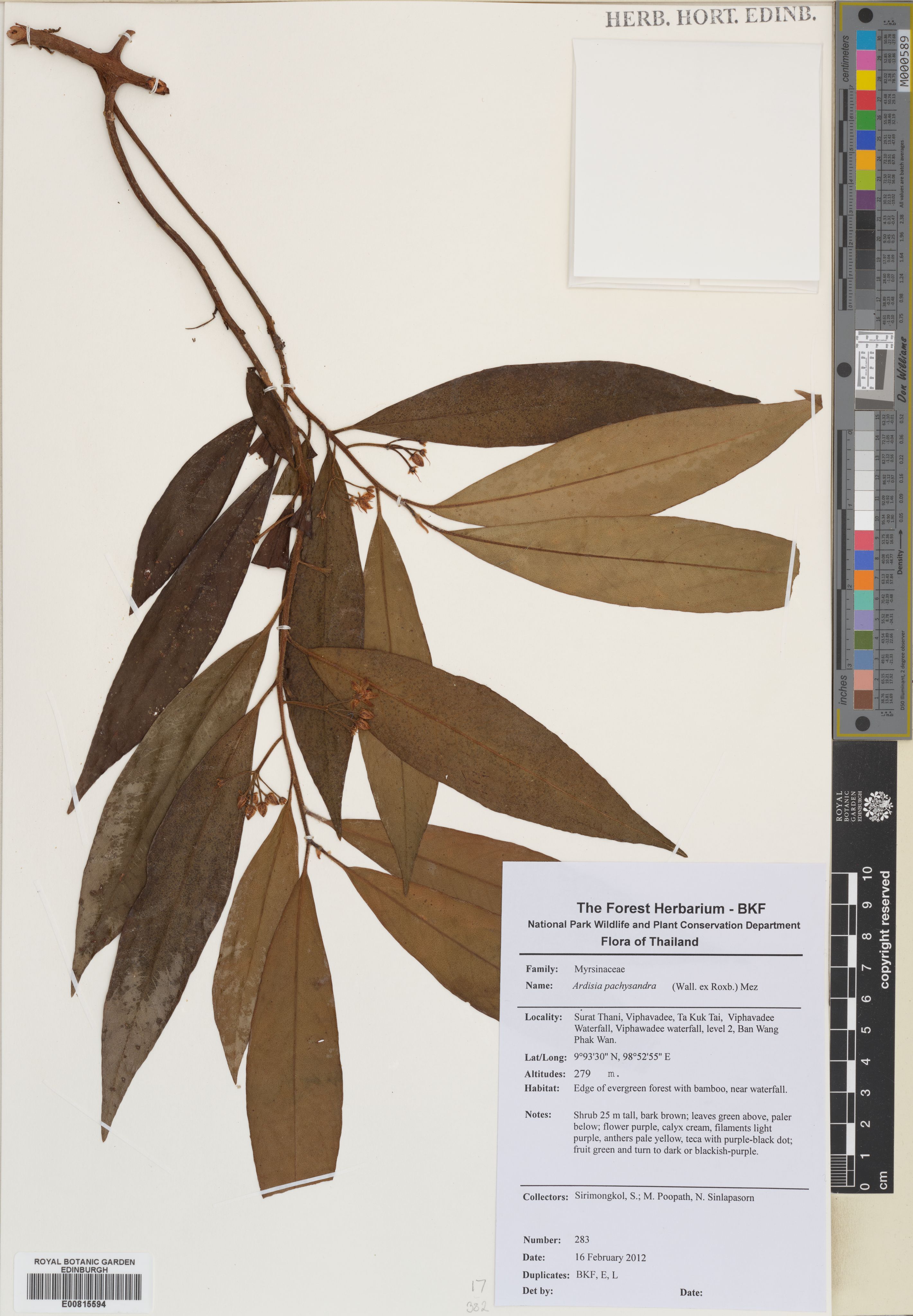 Ardisia pachysandra (Ardisia pachysandra)