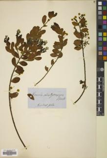 Type specimen at Edinburgh (E). von Mueller, Ferdinand: . Barcode: E00819619.