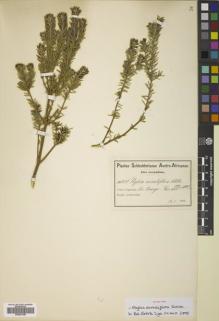 Type specimen at Edinburgh (E). Schlechter, Friedrich: 7208. Barcode: E00821386.