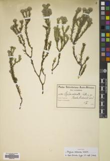 Type specimen at Edinburgh (E). Schlechter, Friedrich: 8867. Barcode: E00821404.