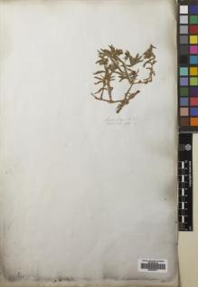 Type specimen at Edinburgh (E). Wallich, Nathaniel: 932. Barcode: E00822077.
