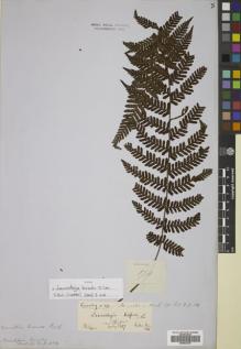 Type specimen at Edinburgh (E). Cuming, Hugh: 174. Barcode: E00822325.