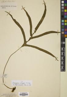 Type specimen at Edinburgh (E). Cuming, Hugh: 201. Barcode: E00822333.