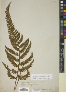 Type specimen at Edinburgh (E). Cuming, Hugh: 234. Barcode: E00822335.
