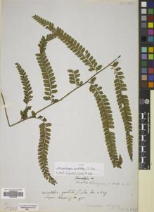 Type specimen at Edinburgh (E). Cuming, Hugh: 95. Barcode: E00822340.