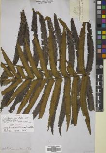 Type specimen at Edinburgh (E). Cuming, Hugh: 182. Barcode: E00822344.