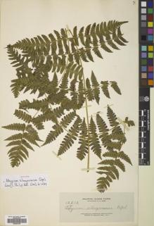 Type specimen at Edinburgh (E). Elmer, Adolph: 12510. Barcode: E00822345.
