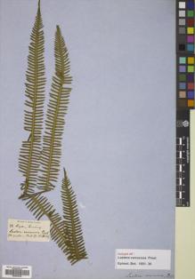Type specimen at Edinburgh (E). Cuming, Hugh: 72. Barcode: E00822346.