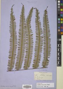 Type specimen at Edinburgh (E). Cuming, Hugh: 72. Barcode: E00822347.