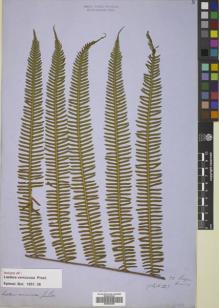 Type specimen at Edinburgh (E). Cuming, Hugh: 72. Barcode: E00822348.