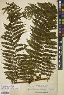 Type specimen at Edinburgh (E). Elmer, Adolph: 13823. Barcode: E00822352.