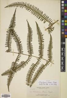 Type specimen at Edinburgh (E). Elmer, Adolph: 11423. Barcode: E00822360.