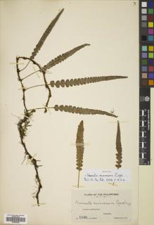Type specimen at Edinburgh (E). Weber, Charles: 1146. Barcode: E00822362.