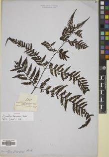 Type specimen at Edinburgh (E). Cuming, Hugh: 350. Barcode: E00822363.